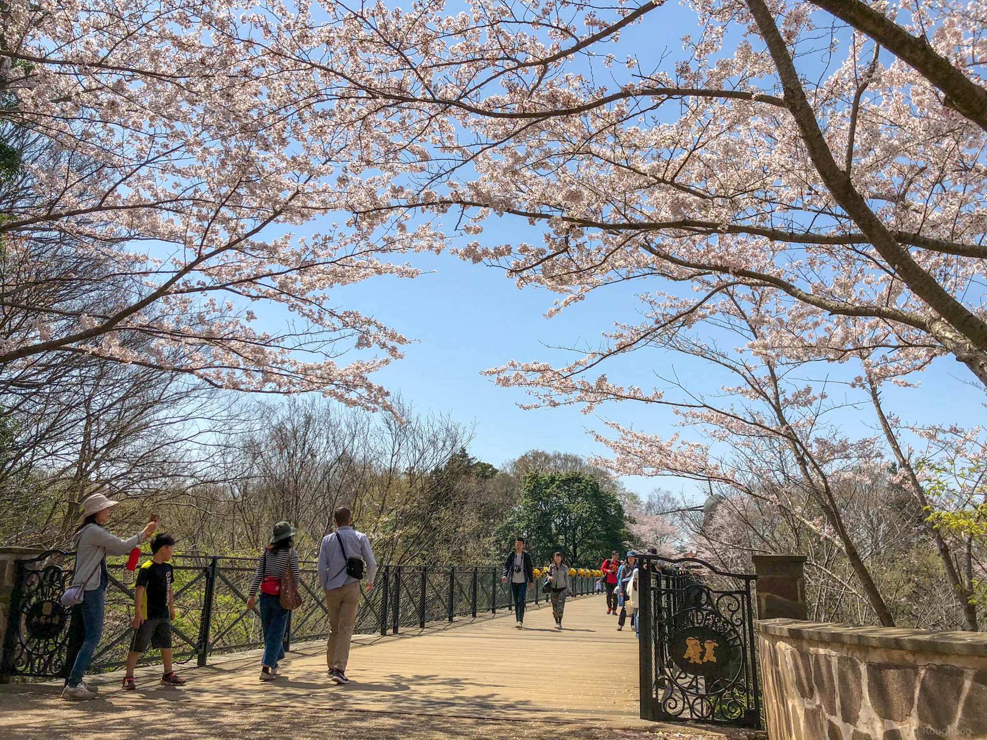 千葉県船橋市の「ふなばしアンデルセン公園」の太陽の橋と桜