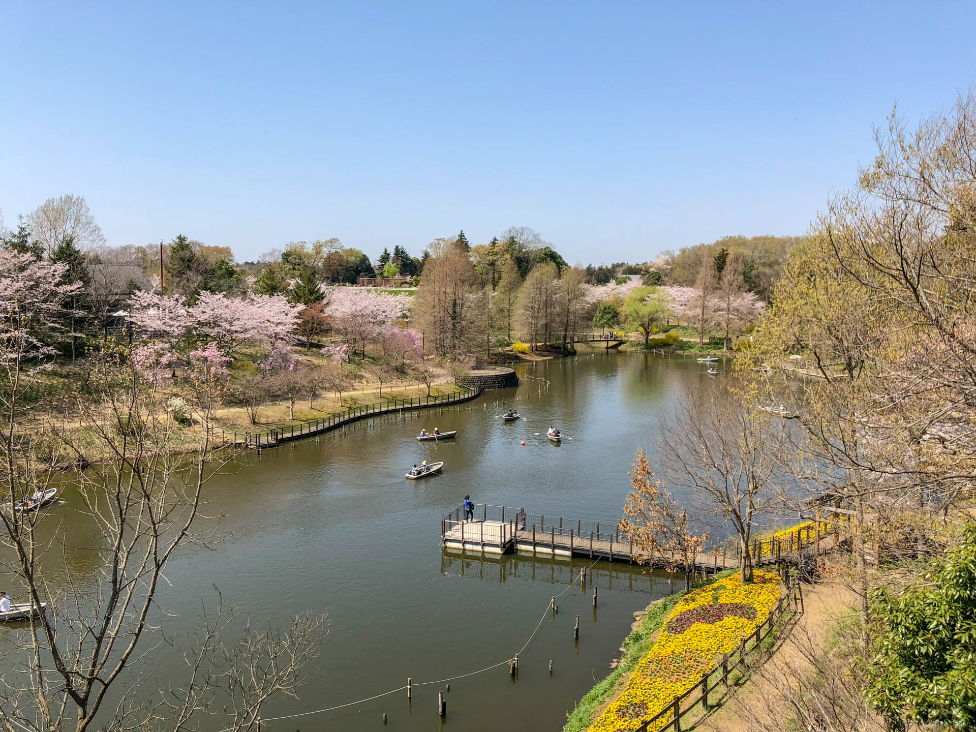 千葉県船橋市の「ふなばしアンデルセン公園」の太陽の池と桜