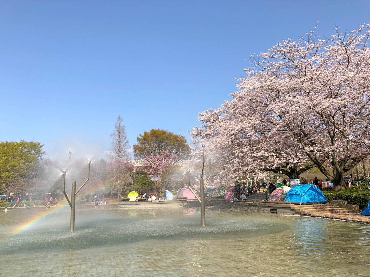 千葉県船橋市の「ふなばしアンデルセン公園」の桜と虹の池