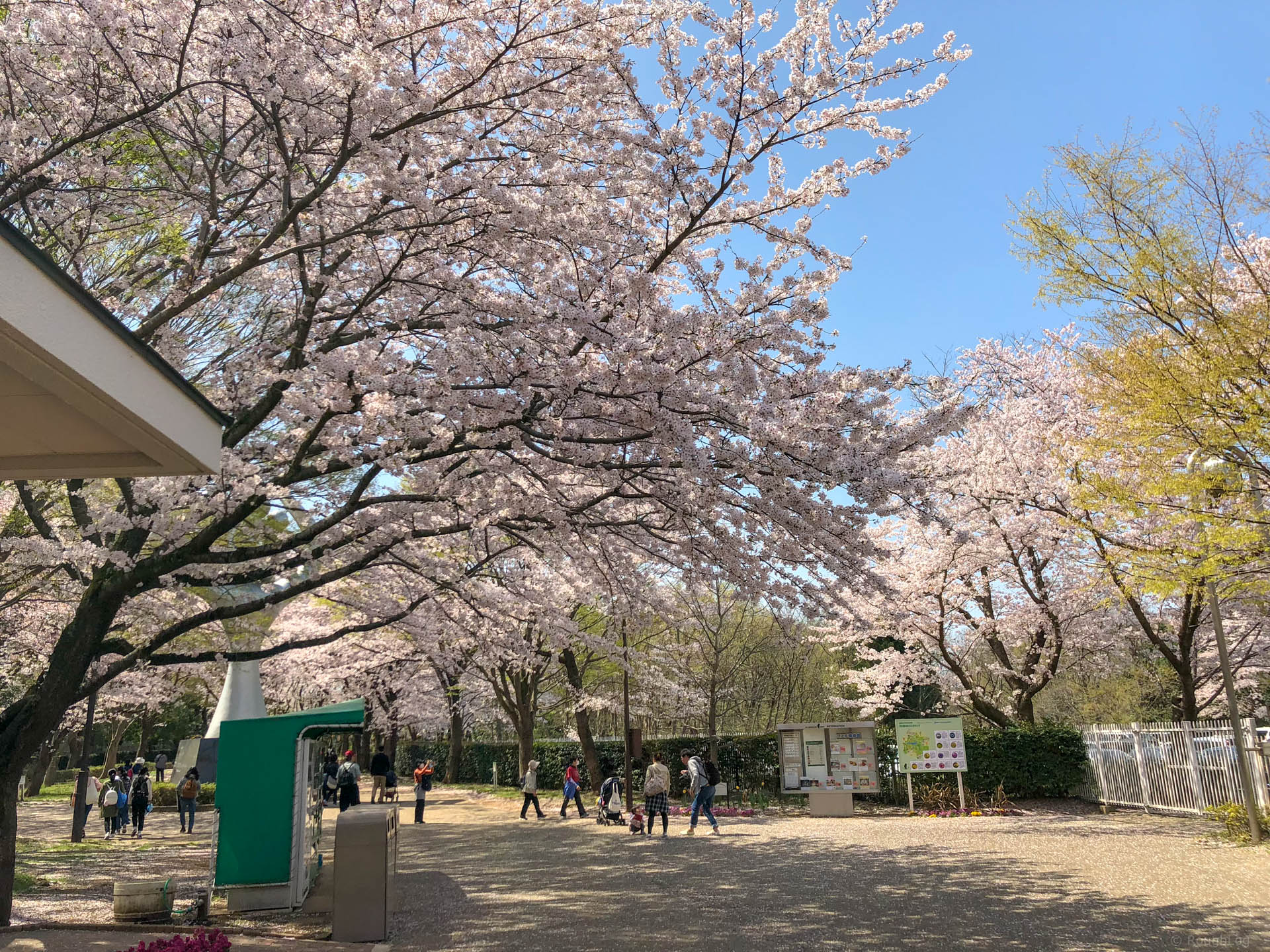 千葉県船橋市の「ふなばしアンデルセン公園」でお花見