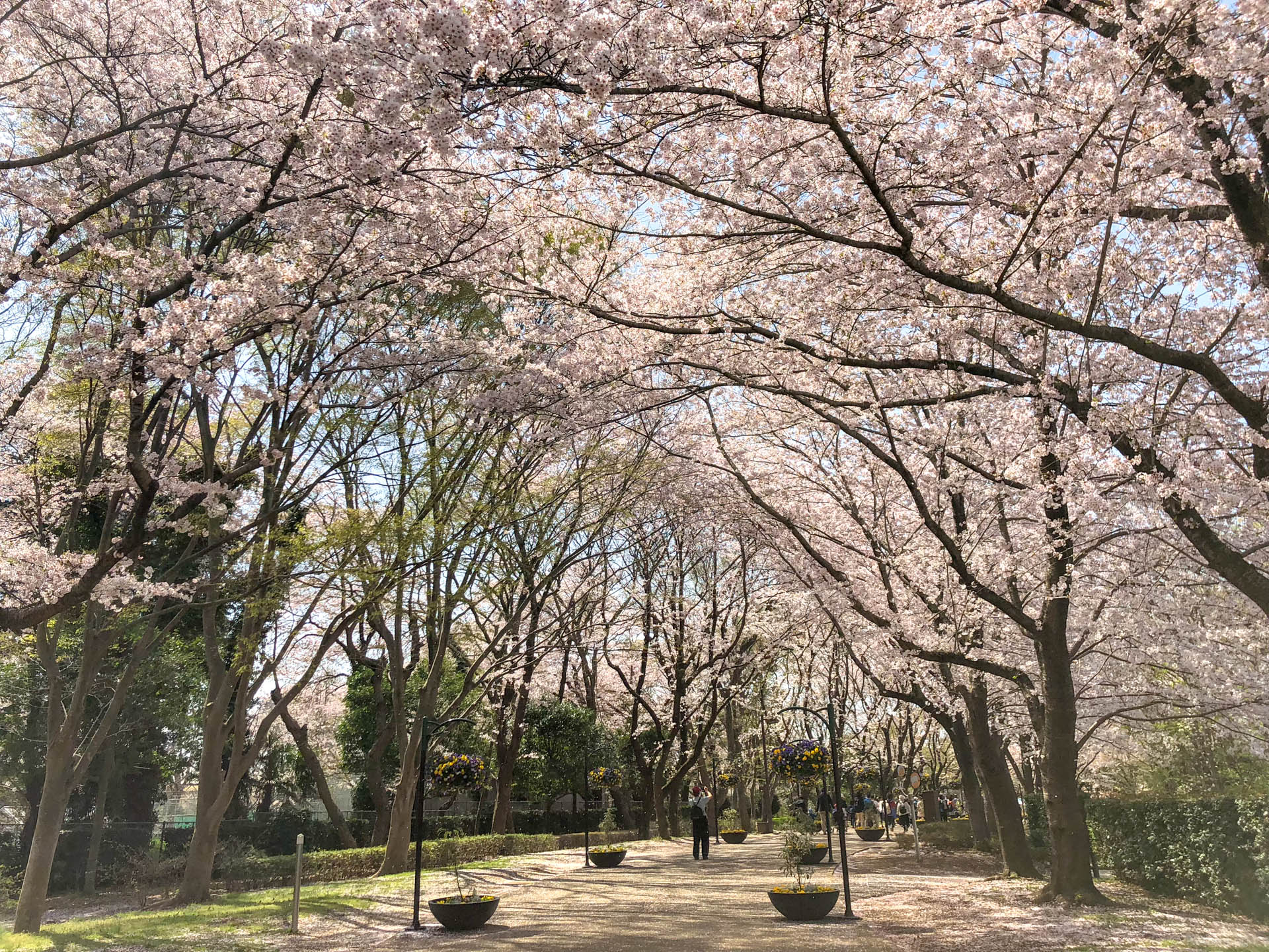 千葉県船橋市の「ふなばしアンデルセン公園」の桜並木道