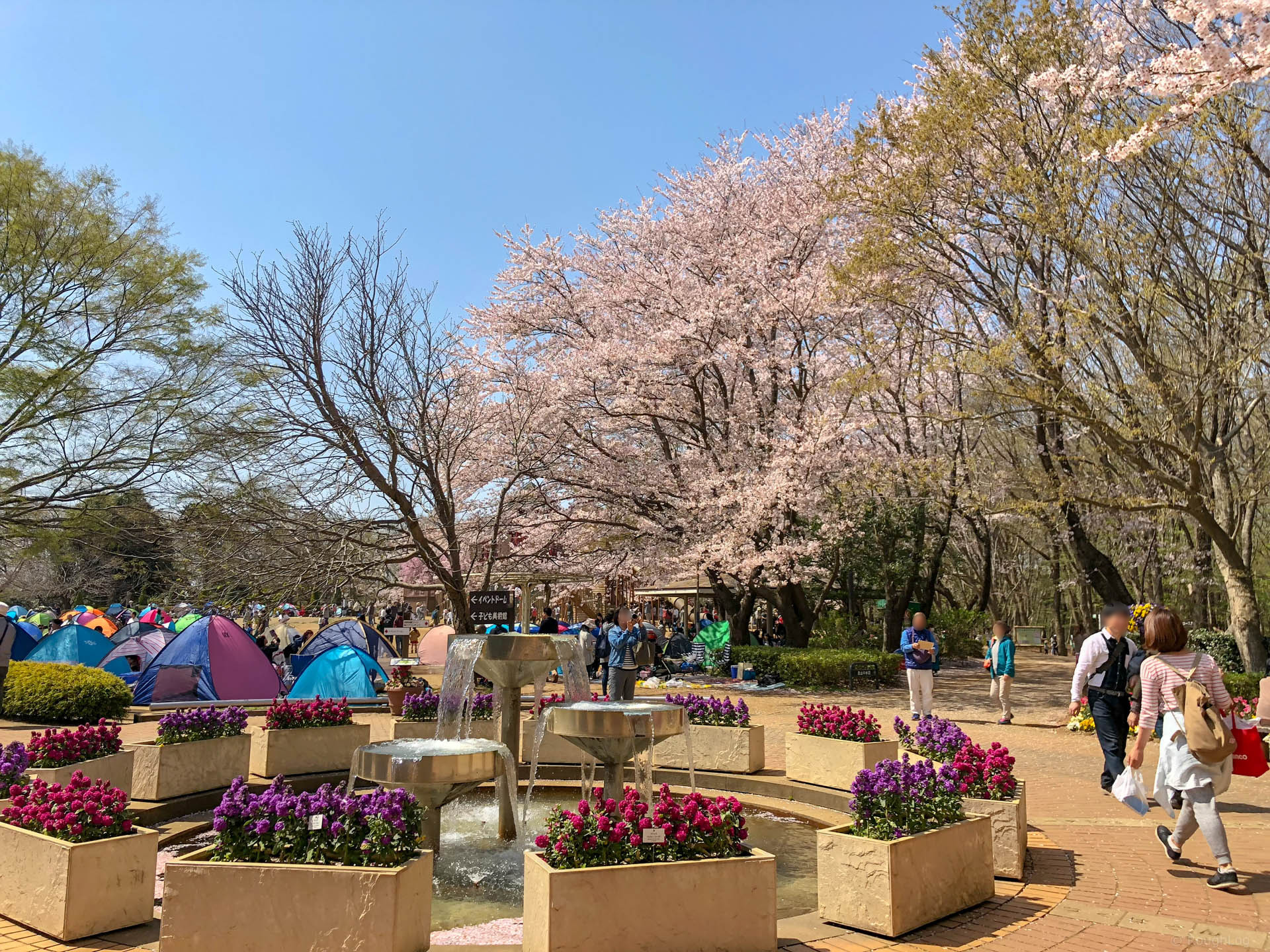 千葉県船橋市の「ふなばしアンデルセン公園」でお花見