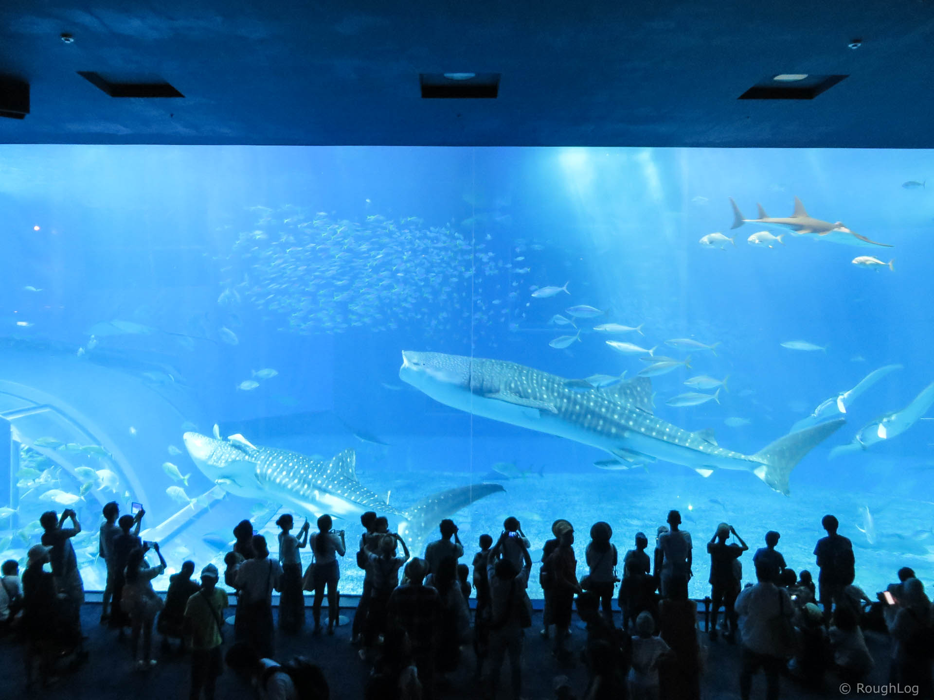 沖縄美ら海水族館のジンベイザメ
