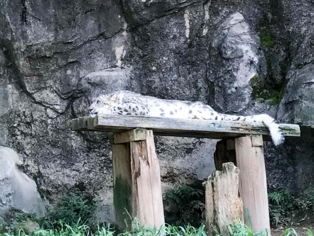 多摩動物公園のユキヒョウ