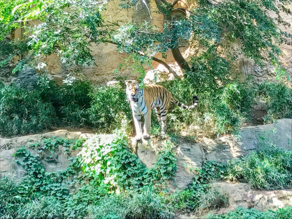 多摩動物公園のトラ